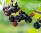 Reife Johannisbeeren hängen am Strauch, voller Vitamine und bereit zur Ernte.