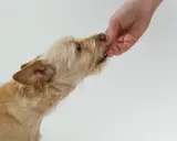 Un chien roux, aux poils mi-longs, prend une friandise dans la main d'une personne. Mon chien refuse de prendre ses médicaments, alors j'essaie avec une friandise.