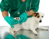 Vétérinaire examinant la patte d'un chien, possiblement pour un problème de ligament croisé.