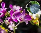 Piękne kwiaty dendrobium nobile, klucz do ich domowej uprawy to odpowiednie nawadnianie.