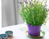 A vibrant lavender plant in a purple pot, showcasing its delicate purple blooms. This image hints at the simple joys of lavender plant care.