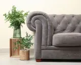 Sofá Chesterfield gris con tapizar de terciopelo, junto a plantas verdes en un jarrón y maceta.