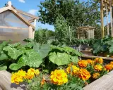 Un potager luxuriant avec des courges, des choux et des œillets d'Inde éclatants. Une serre en bois et une tonnelle complètent ce paysage verdoyant.