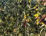 Un olivo cargado de aceitunas verdes y moradas, listas para la cosecha. Los olivos dan aceitunas todos los años, prometiendo aceite y sabor.