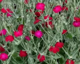 Coquelourde des jardins aux fleurs rouges et roses vives, sur un fond de feuillage gris-vert.