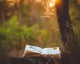 Un libro aperto su un tronco, con un fiore e una foglia. La luce del tramonto illumina la scena, evocando la pace di Luigi Fontana.