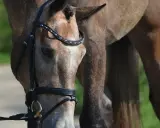 Ein Pferd mit einem geschmückten Zaumzeug, das zeigt, was ein Sattler mit Leder und Schmuck erschaffen kann.