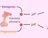 Diagrama explica cómo la píldora inhibe estrógenos y progesterona, afectando la ovulación y desarrollo folicular. Amenorrea como recuperar la regla.