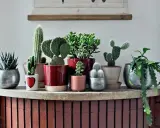 Collezione di piante grasse da appartamento immagini: cactus, succulente e altre varietà in vasi decorativi su una mensola.