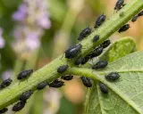 Un essaim de pucerons noirs envahit une tige verte, certains sur une feuille de tomate.