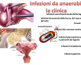 Illustrazione di infezioni da batteri anaerobi, con immagini di colture batteriche, anatomia femminile e schemi di batteri.