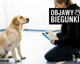 Labrador siedzi, patrząc na kobietę czytającą broszurę o objawach biegunki u psa.