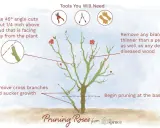 Illustration showing how to prune rose bushes, with tips on angle cuts, removing branches, and tools needed.