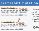 Mutazione frameshift: inserzione di CG altera la sequenza aminoacidica da Arginina a Glutammato.