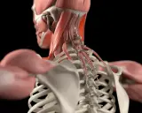 Detailansicht der Nackenmuskulatur Anatomie mit Wirbelsäule und Schulterknochen.