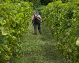 Un viticulteur utilise un coupe-herbe dans un vignoble. La différence entre vigneron et viticulteur est que le premier fait le vin, le second cultive la vigne.