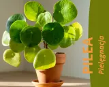 Pilea peperomioides, czyli pieniążek, w ceramicznej doniczce. Zielone, okrągłe liście pięknie odbijają światło.