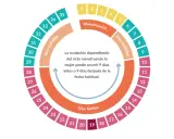 Diagrama circular del ciclo menstrual, mostrando días fértiles, infértiles y menstruación. Una regla rara para calcular la ovulación.
