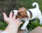 Szczeniak Jack Russell Terrier gryzie rękę. Dowiedz się, jak oduczyć szczeniaka gryzienia, oferując mu zabawki do gryzienia.