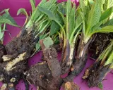 Racines et feuilles de consoude sauvage, idéales pour reconnaître cette plante médicinale.