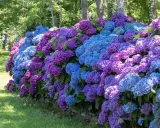 Un mur de pierre bordé d'hortensias bleus et violets luxuriants. Une belle idée de ce que mettre au pied des hortensias pour un jardin coloré.