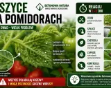 Mszyce na pomidorach – mały owad, wielki problem. Kolonie zielonych mszyc żerują na liściach, osłabiając rośliny.