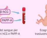 Esami del sangue per ormoni hCG e PAPP-A, ecografia a traslucenza nucale: il tri test per la salute del feto.