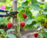 Des framboises rouges mûres pendent sur une tige, prêtes à être cueillies. C'est le moment idéal pour savoir quand pousse les framboises.
