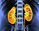 Anatomia nerek i kręgosłupa, ilustracja ukazująca kluczowe funkcje układu moczowego.