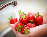 Frische Erdbeeren werden in den Händen unter fließendem Wasser gewaschen.