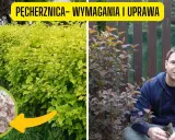 Pęcherznica: Jak przycinać? Krok po kroku do obfitych kwiatów