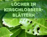 Löcher in Kirschlorbeer-Blättern deuten auf mögliche Krankheiten oder Schädlinge hin.