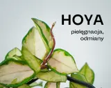 Zielone liście z kremowymi obrzeżami, pnącze Hoya. Poznaj tajniki pielęgnacji i odmiany tej pięknej rośliny.