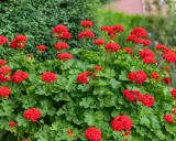 Kaskada intensywnie czerwonych kwiatów pelargonii Calliope na tle zielonych liści i krzewów.