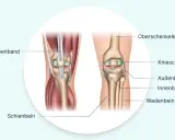 Anatomie des Knies: Oberschenkelknochen, Kniescheibe, Bänder und Schienbein. Hilfreich bei Knieschmerzen nach Joggen.