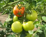 Tomates vertes et une rouge mûre sur une branche. Idéal pour planter les tomates avec la lune, pour une récolte abondante.