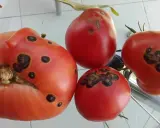 Quatre tomates rouges présentent des taches noires, signe d'une maladie.