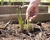 A hand gently plucks a fresh asparagus spear from the soil, demonstrating how to harvest asparagus.
