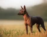 Un chien mexicain, sans poil, se tient dans un champ d'herbes hautes au lever du soleil.