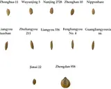 A collection of different rice grains, each labeled with a unique identifier, showcasing variations in size and shape.