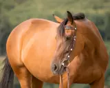 Braunes Pferd mit Lederhalfter und Gebiss, bereit für einen Ausritt. Das Schenkelgebiss pferd ist gut sichtbar.