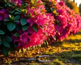 Przycinanie rododendronów: Klucz do zdrowia i obfitych kwiatów