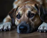 Gros plan sur un chien désorienté la nuit, le regard perdu dans le vide, couché sur le sol en bois.