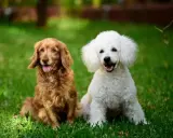 Rudy spaniel i biały pudel siedzą na trawie, ciesząc się słońcem.