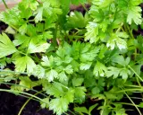 Persil frais et luxuriant, prêt à être récolté. Idéal pour savoir quand semer du persil en jardinière et profiter de cette herbe aromatique toute l'année.