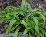 En frodig ormbunke utomhus, med sina karaktäristiska, vågiga blad som sträcker sig mot marken.
