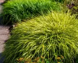 Kępa Hakonechloa odmiany 'Aureola' z żółto-zielonymi liśćmi, rosnąca obok ścieżki z kamieni.