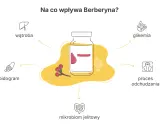 Berberyna co to? Wpływa na wątrobę, lipidogram, mikrobiom jelitowy, glikemię i proces odchudzania.