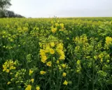Kiedy kwitnie rzepak w Polsce? Terminy, regiony i sekrety!