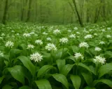 Champ de fleurs blanches d'ail des ours, annonçant la saison. La forêt verdoyante en arrière-plan crée une atmosphère paisible.